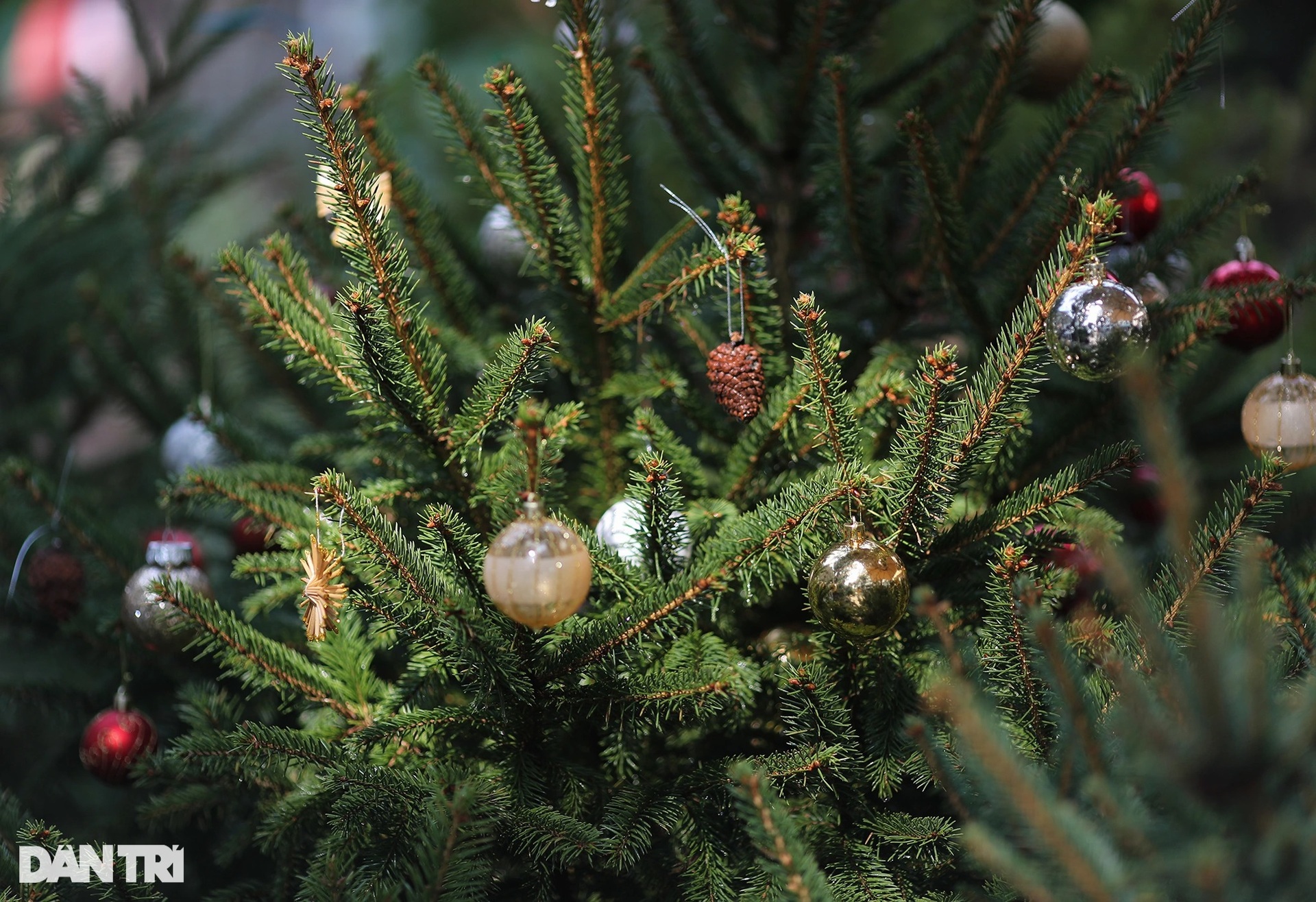 Cây thông Noel nhập khẩu xứ lạnh châu Âu bày bán khắp vỉa hè Sài Gòn - 2 Cây thông Noel nhập khẩu xứ lạnh châu Âu bày bán khắp vỉa hè Sài Gòn - 2
