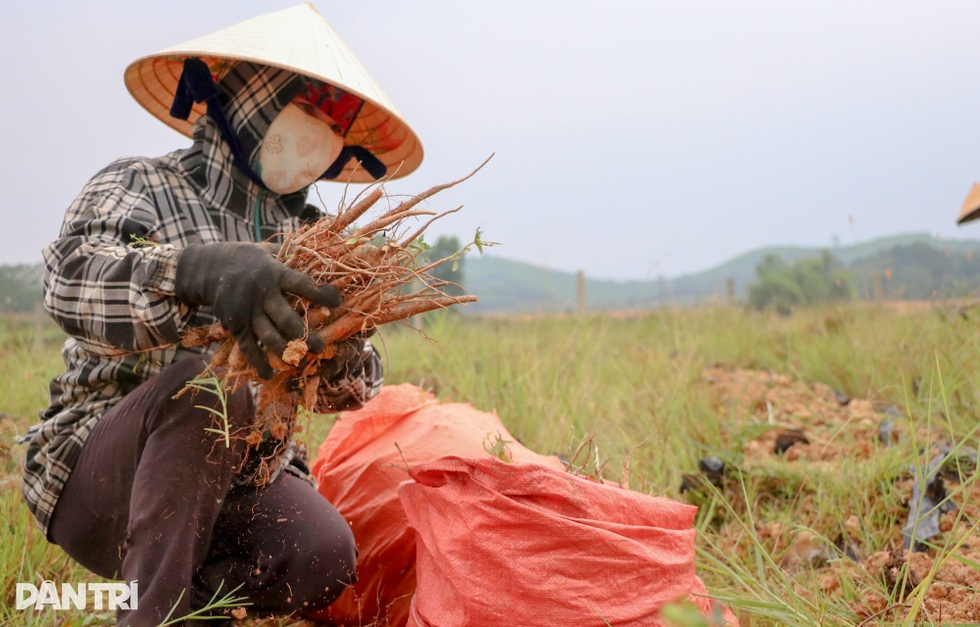 Máu liều của cử nhân lịch sử với sâm tiến vua mang về hơn nửa tỷ đồng/năm - 8 Máu liều của cử nhân lịch sử với sâm tiến vua mang về hơn nửa tỷ đồng/năm - 8