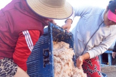 Ngư dân hưởng “lộc” biển nhờ trúng đậm mùa ruốc