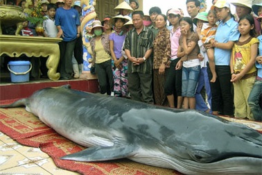 Cá voi dạt vào bờ biển Quảng Bình