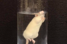 Thí nghiệm kinh hoàng khiến động vật "khỏe" hơn 240 lần