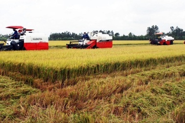 Covid-19 "bủa vây" vựa lúa lớn nhất Việt Nam, nông sản mòn mỏi chờ được bán