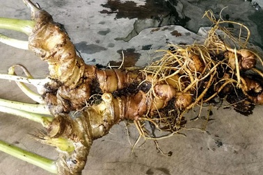 Củ sâm Ngọc Linh nặng 800g được trả giá 400 triệu đồng