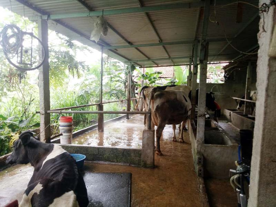 Nuôi bò sữa “án ngữ” trong khu dân cư, cả xóm kêu trời vì ô nhiễm - 4 Nuôi bò sữa “án ngữ” trong khu dân cư, cả xóm kêu trời vì ô nhiễm - 4