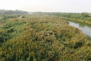 Ảnh: Mùa cỏ lau thơ mộng dưới chân cầu Long Biên