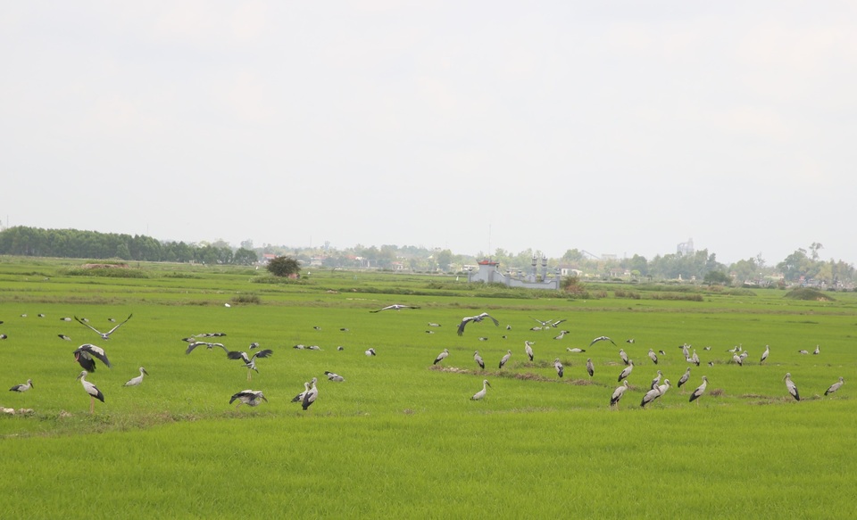 Ngắm đàn chim quý hàng ngàn con đậu trắng đồng lúa - 6 Ngắm đàn chim quý hàng ngàn con đậu trắng đồng lúa - 6