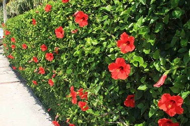 Thổn thức với "huyền thoại" dái mít, phèn đen...