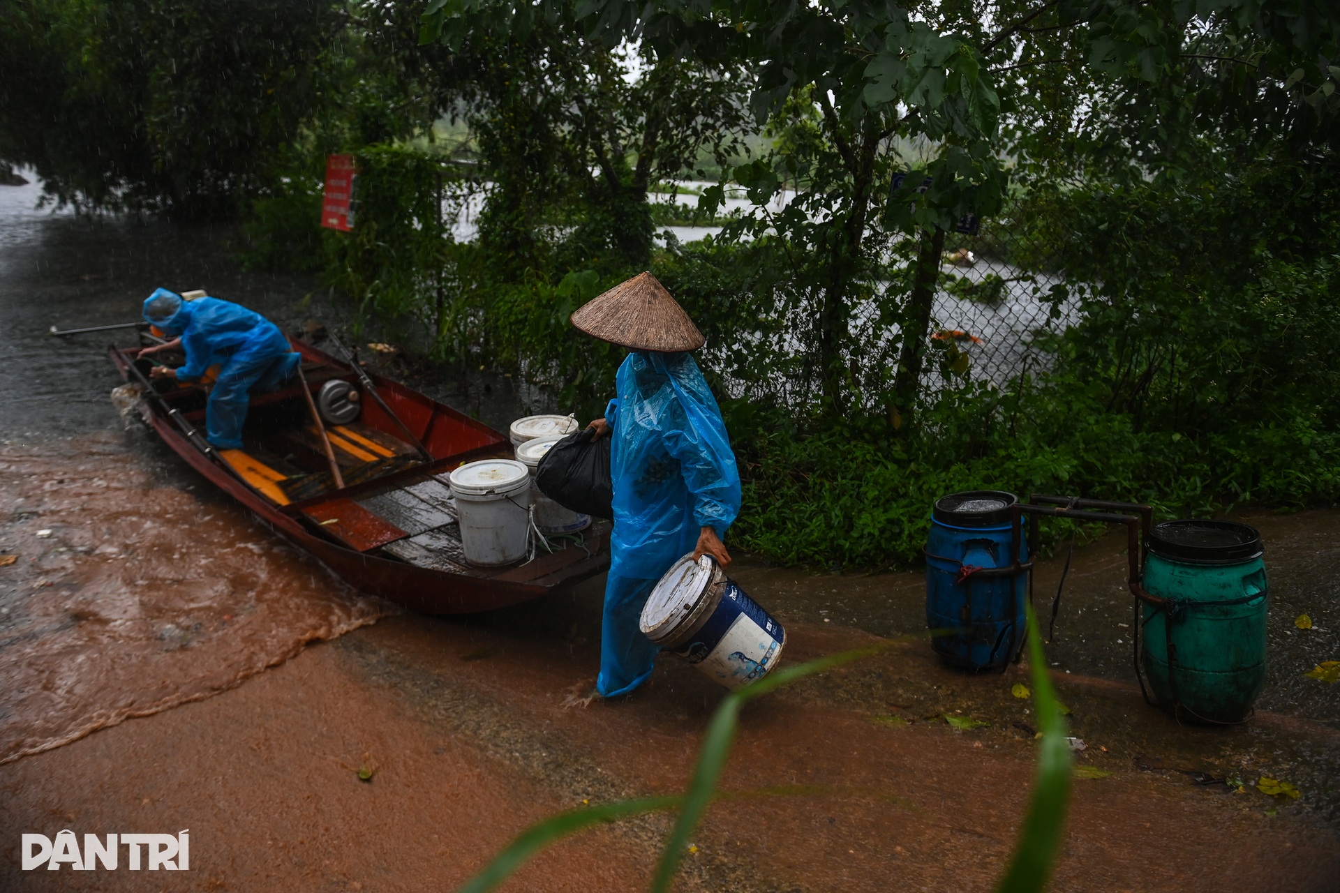 Nước sông Hồng lên cao, cô lập bãi giữa, ngập trắng hoa màu - 8