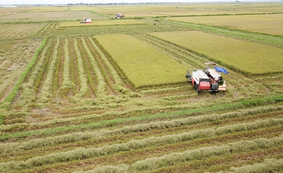 Đồng loạt báo tin được mùa, dư xuất khẩu 6 triệu tấn gạo - 1 Đồng loạt báo tin được mùa, dư xuất khẩu 6 triệu tấn gạo - 1
