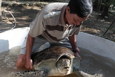 Kéo nhau đi xem "cụ rùa" nặng 68kg