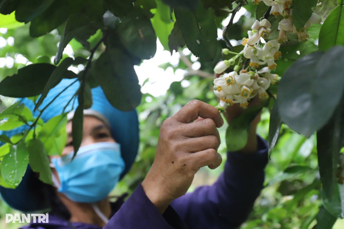Bí quyết se duyên cho cây đặc sản để tăng năng suất gấp 3 lần - 13 Bí quyết se duyên cho cây đặc sản để tăng năng suất gấp 3 lần - 13