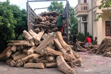 Bắt giữ 60 tấn gỗ trắc trên đường tuồn lậu sang Trung Quốc