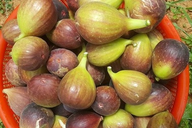 Quả sung to như trứng vịt, giá "cắt cổ" vẫn hút khách mua