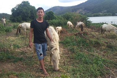 Chàng trai 8x xây dựng trang trại ngựa bạch trên “ốc đảo” Cao Nguyên