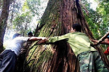 Kỷ lục hơn 1.200 cây Pơmu được công nhận là Cây Di sản