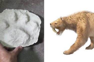 Phát hiện hiếm có: Dấu chân 30.000 năm tuổi của hổ răng kiếm