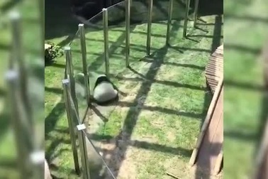 Clip: “Lăn nhanh hơn đi” hóa ra... là thật