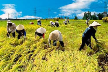 Thí điểm bảo hiểm nông nghiệp tại 21 tỉnh