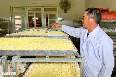 Lão nông bỏ túi 300 triệu đồng/năm nhờ loại cây "khắc tinh của bệnh dạ dày"