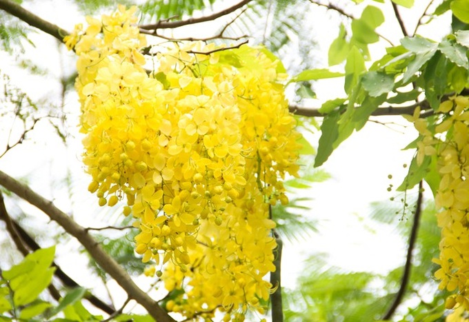 Muồng hoàng yến níu trải dọc bên bờ Hồ Tây, sắc vàng nhuộm nắng gợi nhớ những rung động của mùa hè năm tuổi đôi mươi ấy - Ảnh 1. Muồng hoàng yến níu trải dọc bên bờ Hồ Tây, sắc vàng nhuộm nắng gợi nhớ những rung động của mùa hè năm tuổi đôi mươi ấy - Ảnh 1.