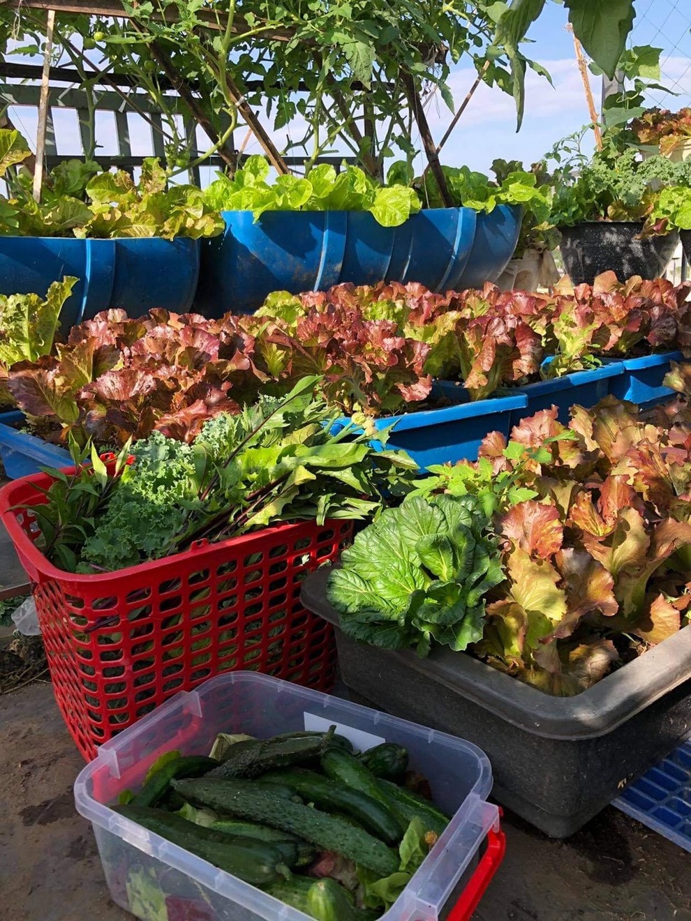 Cặm cụi vác đất lên tầng 5, mẹ đảm Đà Nẵng có vườn rau trái 100m2 - 13