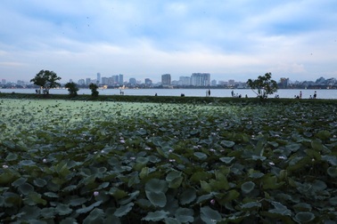 Đông người đổ về ngắm Sen bach diệp hồ Tây trong hoàng hôn tím