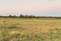 Sư tử bị báo săn biến thành "gã hề" trong màn đua tốc độ