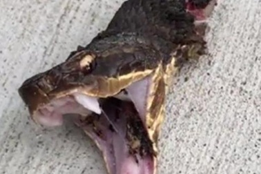 Video: Rắn kịch độc đứt đầu vẫn nhe nanh dọa người