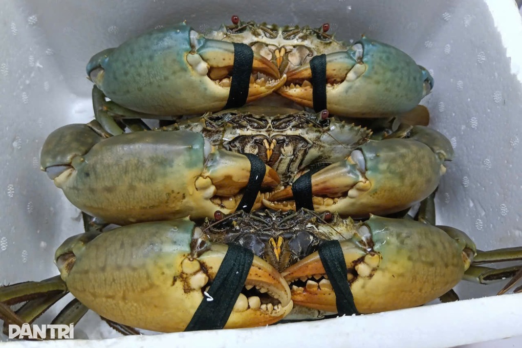 Phó Chủ tịch Cà Mau hỏi doanh nghiệp khó khăn “chí mạng” của ngành cua - 1 Phó Chủ tịch Cà Mau hỏi doanh nghiệp khó khăn “chí mạng” của ngành cua - 1