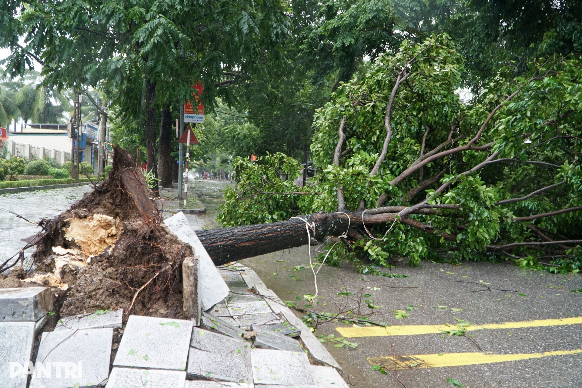 Cây xanh ngã đổ sau khi bão Wipha quét qua Thanh Hóa - 2 Cây xanh ngã đổ sau khi bão Wipha quét qua Thanh Hóa - 2