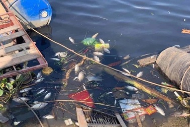 Sông Cầu đang "giãy chết": Tỉnh Bắc Ninh ra chỉ đạo "thép", quyết giải cứu