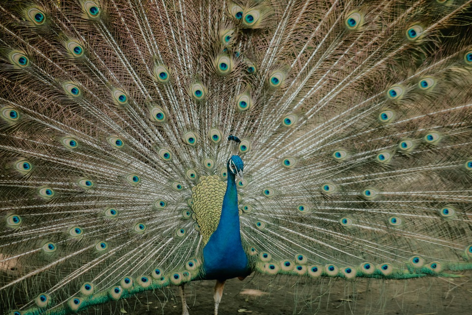 Bộ ảnh Thảo Cầm Viên đẹp ngất ngây gây sốt mạng xã hội - 3 Bộ ảnh Thảo Cầm Viên đẹp ngất ngây gây sốt mạng xã hội - 3