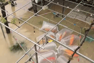 Đàn cá Koi hàng trăm triệu đồng bị lũ cuốn, chủ nhân "ngồi trên đống lửa"