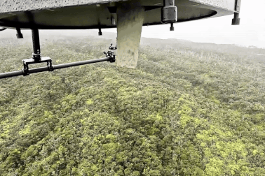 Thả hàng triệu con muỗi từ trên cao xuống rừng, cứu chim quý hiếm biến mất