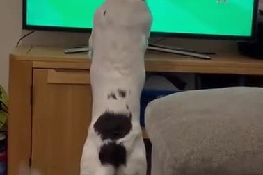 Chú chó háo hức đuổi theo trái bóng trên màn hình TV