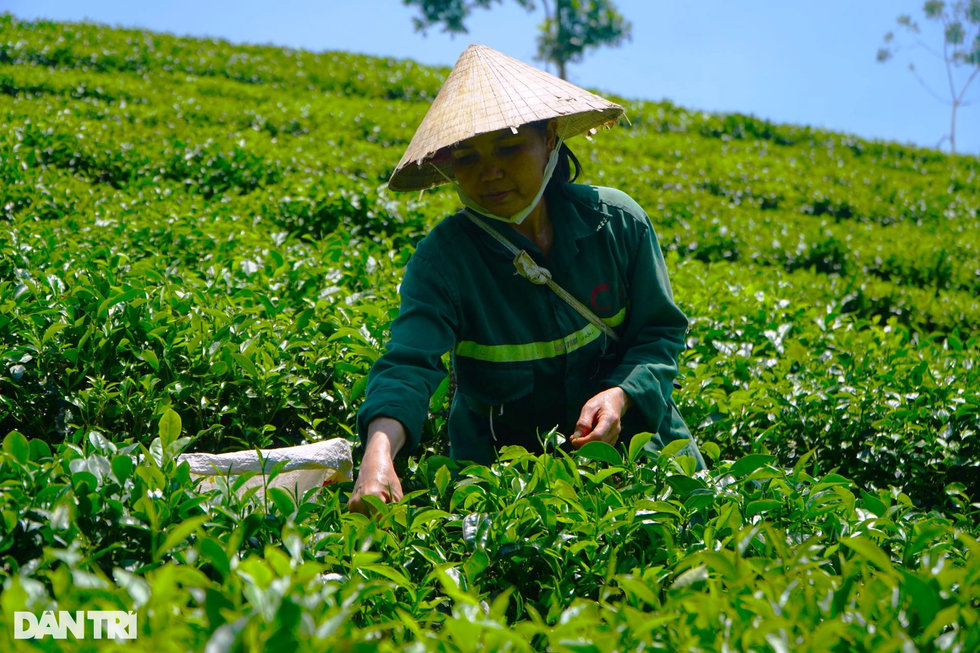 Bỏ phố lên rừng, Giám đốc chân đất bắt đất khó nhả vàng - 8 Bỏ phố lên rừng, Giám đốc chân đất bắt đất khó nhả vàng - 8