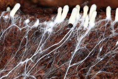 Đã có thể tạo ra bộ quần áo "tự sửa chữa" nếu bị rách