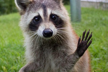 Một con gấu trúc Mỹ làm 9.600 người dân khổ sở cả đêm