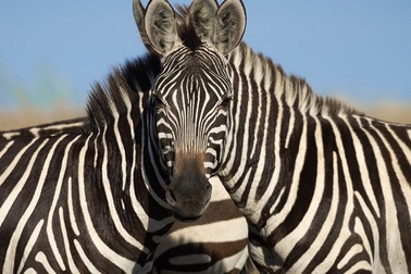 Bức ảnh hai chú ngựa vằn khiến cộng đồng mạng tranh cãi