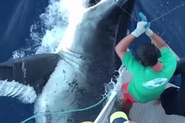 Khoảnh khắc cá mập cướp con mồi ngay trước mắt các ngư dân