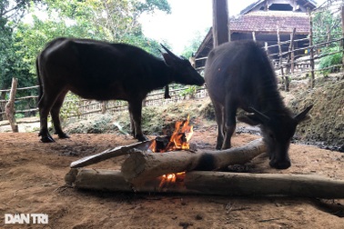Hàng trăm con trâu bò lăn ra chết vì giá rét