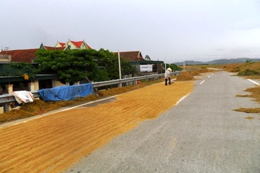 Đi phơi lúa giữa đường quốc lộ, bị xe tông chết
