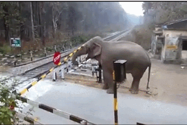 Voi rừng thông minh vượt rào chắn băng qua đường tàu