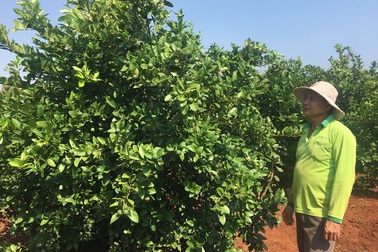 Lão nông trồng chanh trên đất đỏ, thu gần 1 tỷ đồng mỗi năm