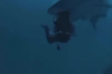 Khoảnh khắc thợ lặn bất ngờ bị cá mập cắn vào đầu
