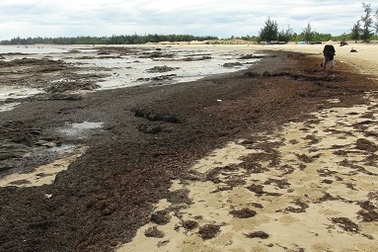 Rong biển dạt dày đặc vào bờ có phải do ô nhiễm?