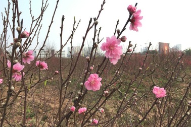 Thủ tướng chốt số ngày nghỉ Tết Dương lịch và Tết Âm lịch 2019