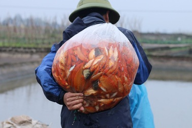 Làng cá chép đỏ trước ngày Táo quân về trời