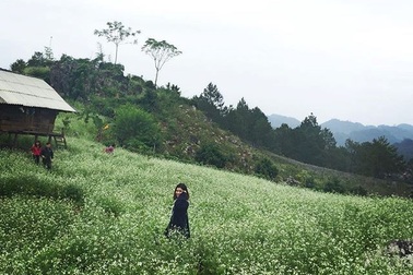 Ngóng trông những mùa hoa khoe sắc dịp cuối năm