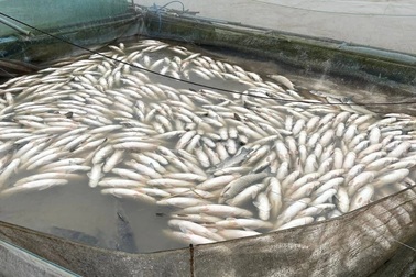 Cá chết la liệt trong lũ, nhiều hộ dân đứng trước viễn cảnh trắng tay